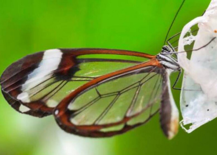 Kebebasan di Sayap Baru: Proses Pertama Terbang Kupu-kupu Setelah Keluar dari Kepompong