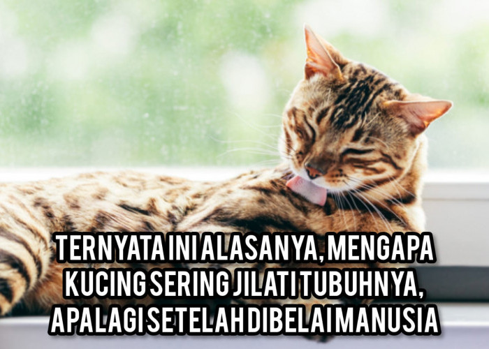 Ternyata Ini Alasanya, Mengapa Kucing Sering Jilati Tubuhnya, Apalagi Setelah Dibelai Manusia