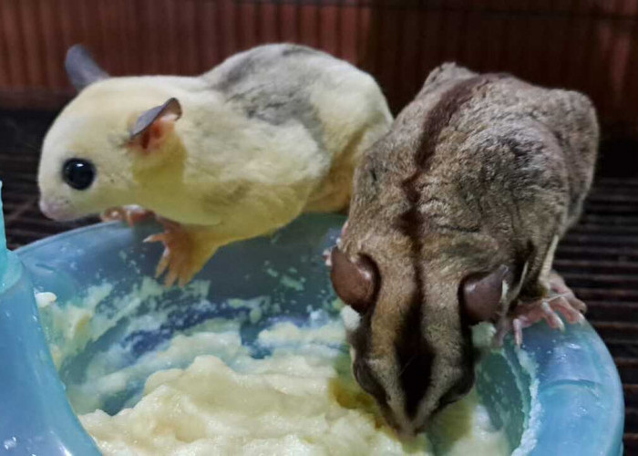 Jangan Sampai Salah, Begini Cara Mudah Merawat Sugar Glider Supaya Gemoy dan Lucu