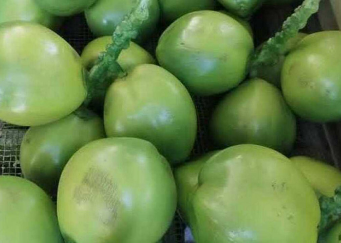 Dogan, Takjil Prima untuk Berbuka Puasa: Kaya Elektrolit, Aman untuk Lambung dan Lancarkan Pencernaan