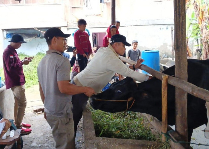 Pastikan Hewan Kurban Sehat dan Layak