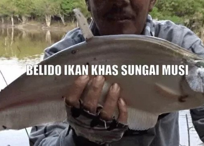 Ikan Khas Sungai Musi Sama dengan di Sungai Mahakam Kalimantan, tapi Populasinya Sekarang Jangan Ditanya