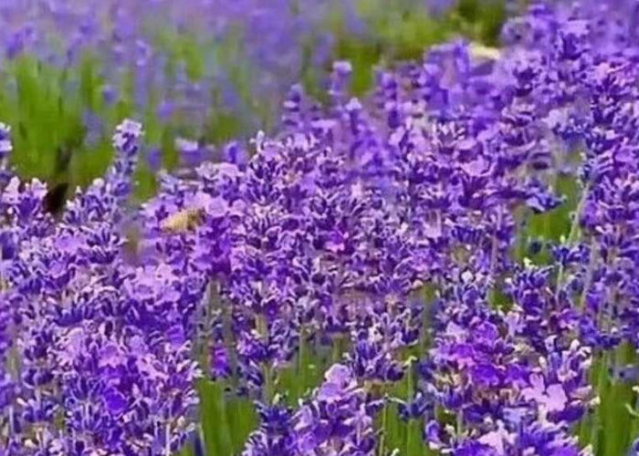 Menciptakan Tidur yang Tenang dengan Minyak Esensial Lavender