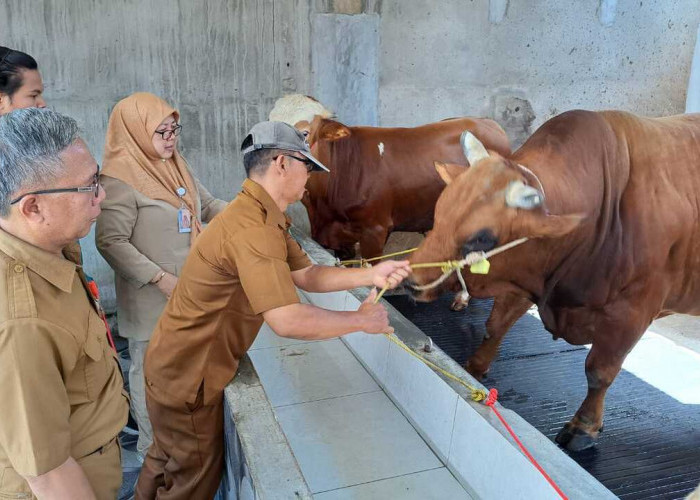 Pedagang Hewan Kurban Mulai Menjamur, Berikut Tips Memilih Hewan Kurban Sesuai Syariat