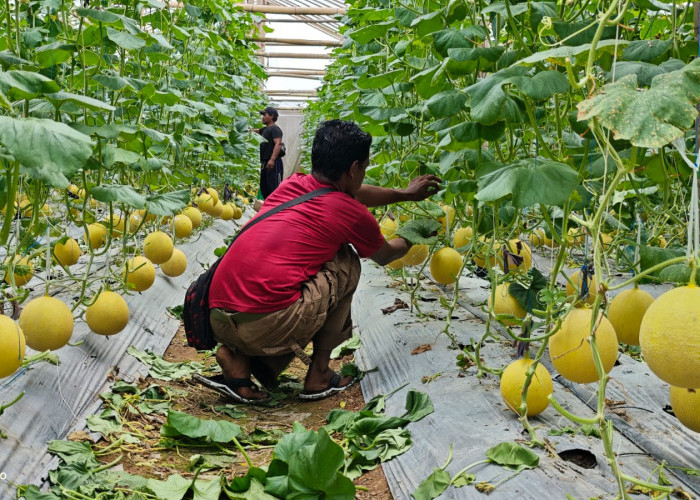 BRI Prabumulih dan YBM BRILiaN Dorong Kemandirian Ekonomi Petani