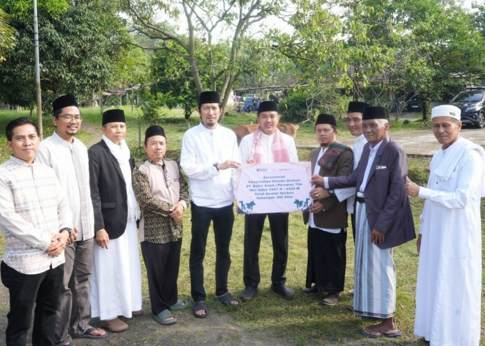Tebar Kebahagiaan Idul Adha, PTBA Salurkan 300 Hewan Kurban di Berbagai Wilayah Operasional