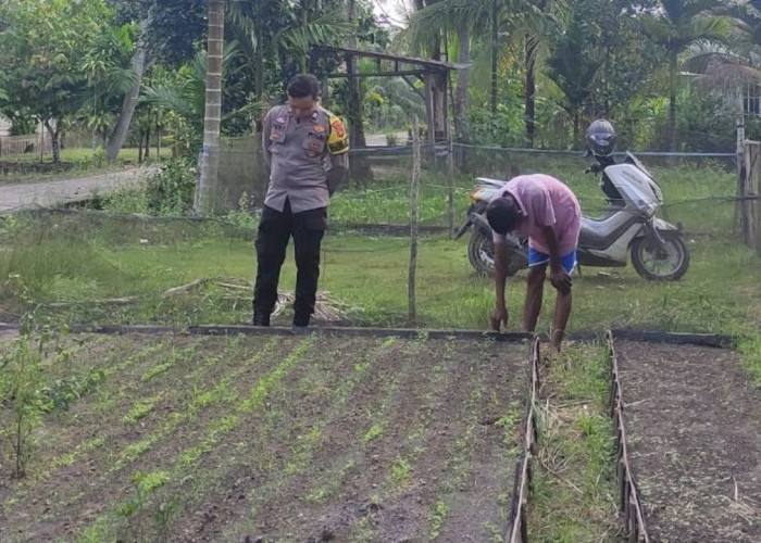 Dorong Ketahanan Pangan Lewat Budidaya Sawi