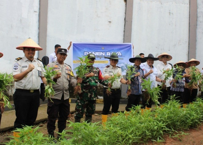 Perkuat Ketahanan Pangan, Panen Raya Kangkung dan Selada