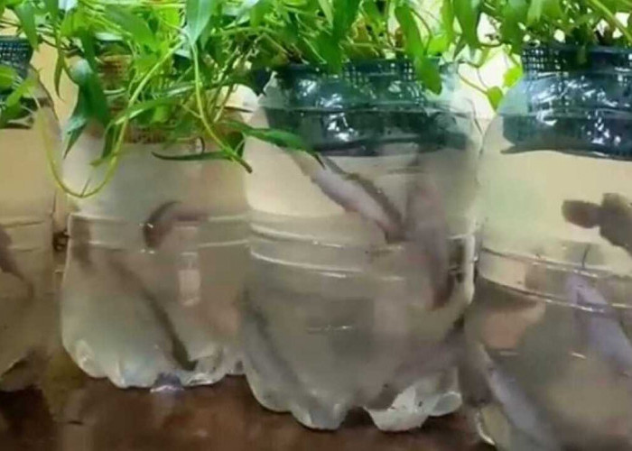 Budidaya Ikan Lele dalam Galon Bekas: Inovasi Skala Rumahan yang Murah dan Menjanjikan