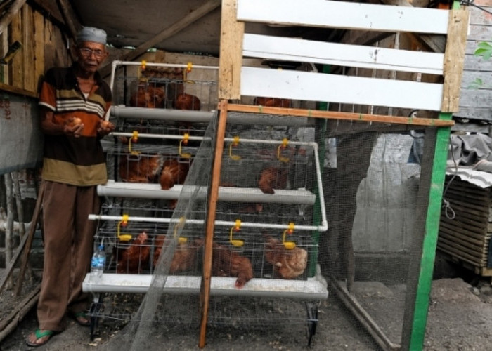 Amat dan Harapan yang Tumbuh dari Kandang Ayam Samping Rumah