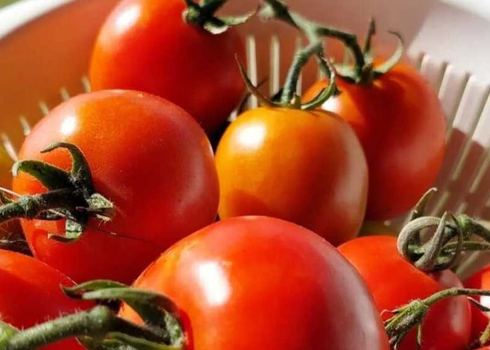 Tomat: Buah Sederhana dengan Manfaat Luar Biasa bagi Kesehatan