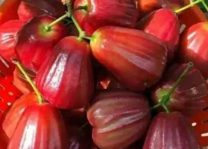 Jambu Air : Buah Segar dengan Banyak Manfaat Kesehatan yang Patut Dikenal Lebih Dekat