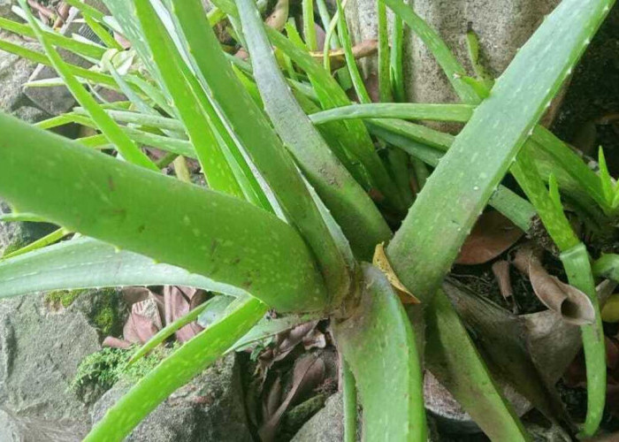 Manfaat Lidah Buaya untuk Kesehatan, Kecantikan, dan Perawatan Tubuh