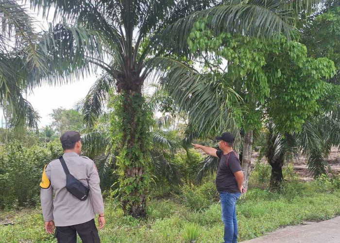 Siapkan Lahan 4 Hektare untuk Pengeringan Jagung