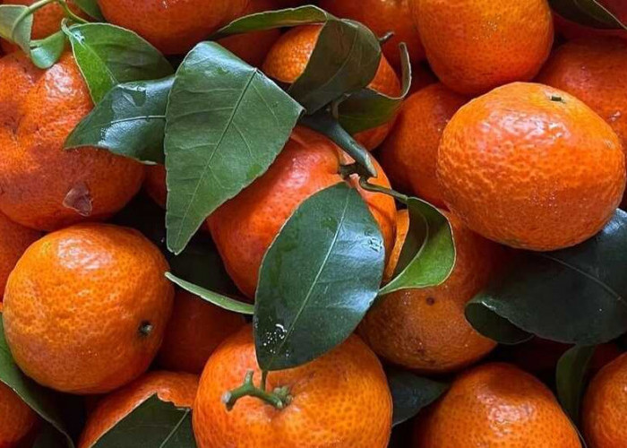 Pencarian Jeruk-jeruk Khusus dalam Menyambut Musim Imlek sebagai Simbol Kemakmuran dan Keberuntungan
