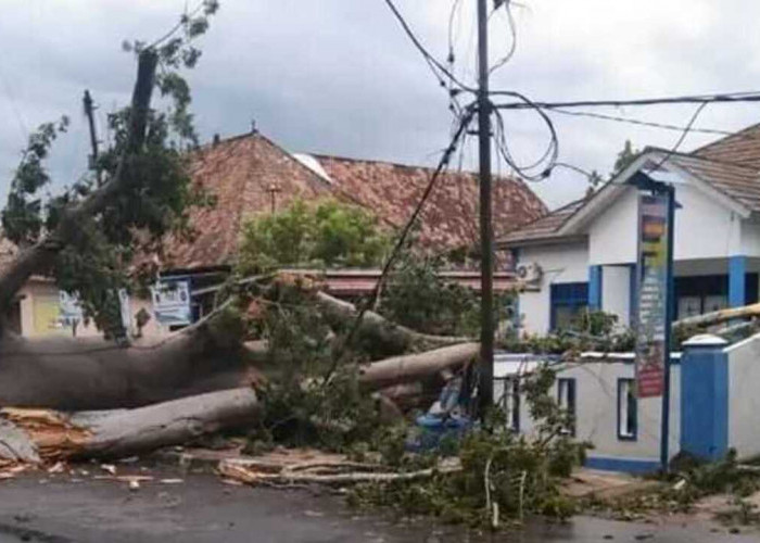 Pohon Tumbang Tutup Akses Jalan, Pagar Kantor Kelurahan Sidakerse Ikut Tertimpa