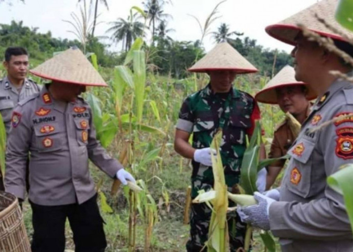 Sinergi Polri Panen Jagung Perdana dari Eks Lahan Tambang