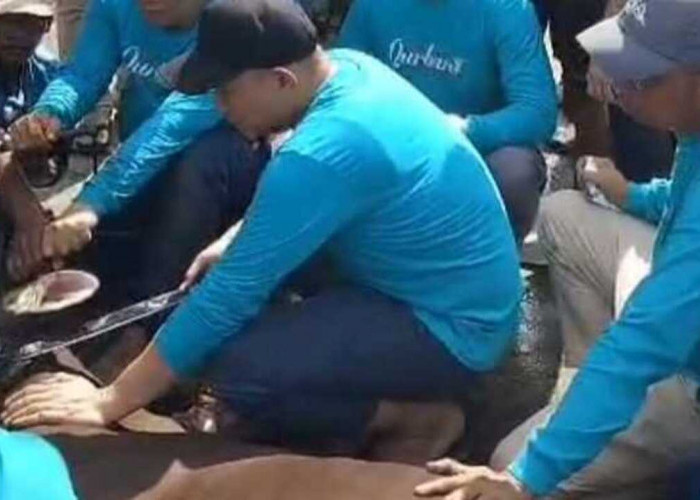 Walikota Lubuklinggau Hadiri dan Lakukan Pemotongan Perdana Hewan Kurban di Masjid Syarif Hidayatullah