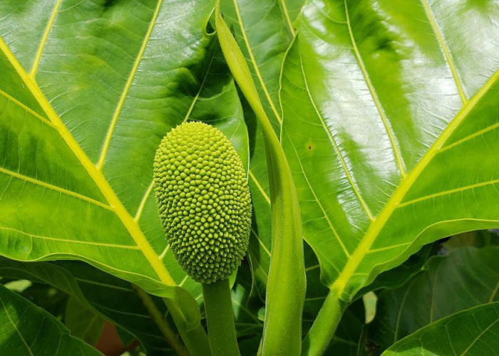 Selain Buahnya, Daun Sukun Ternyata Bisa di Konsumsi dan Bermanfat Bagi Kesehatan Tubuh