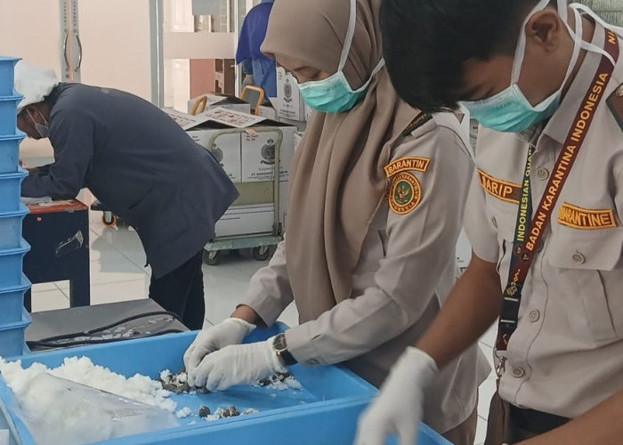 Sertifikasi 95.400 Benih Kelapa Sawit Ekspor ke Peru, Karantina Sumsel Pastikan Bebas dari OPTK