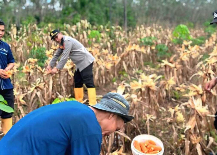 Polres OKU Panen 2,5 Ton Jagung di Lahan Binaan
