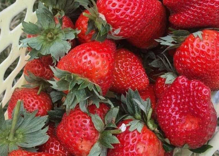 Strawberry Power: Meningkatkan Kesehatan dan Perkembangan Anak dengan Manfaat Ajaib Buah Strawberry