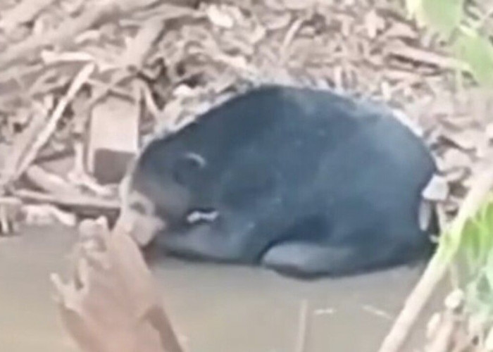 Viral di Medsos, Beruang Hitam Muncul Dua Hari di Sungai Rambang