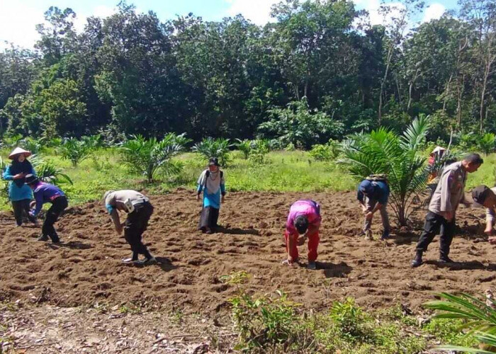 Perkuat Ketahanan Pangan, Polsek RKT Lakukan Penanaman Jagung di Desa Jungai