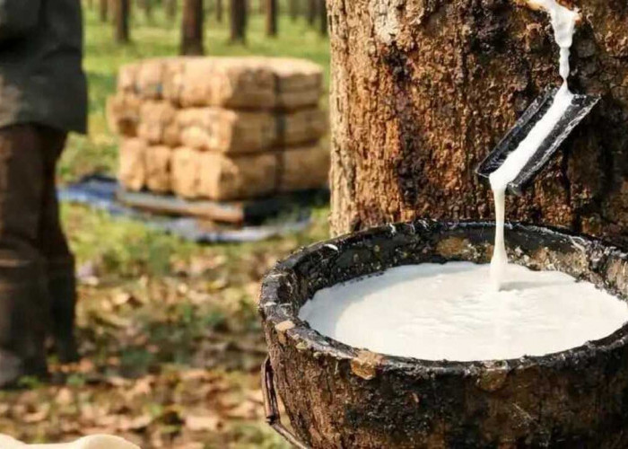 Harga Getah Karet Anjlok, Petani di OKU Mulai Gerah
