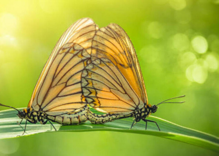 Dibalik Sayap Indah dan Tarian Cinta :Sungguh Romantis Perkawinan Kupu-kupu yang Menakjubkan