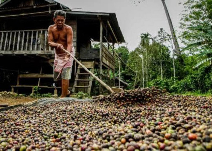 Harga Kopi di Kabupaten OKU Kini Hanya Rp40 Ribu Perkg