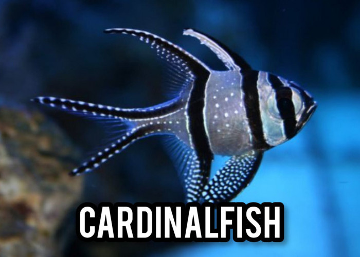 Mengenal Lebih Dekat  Cardinalfish: Ikan Hias Laut yang Aktif di Malam Hari
