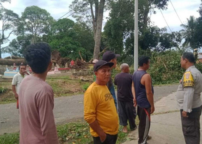 Pohon Tumbang di Simpang Tugu Burai, Akses Jalan Sempat Lumpuh dan Kabel Listrik Putus