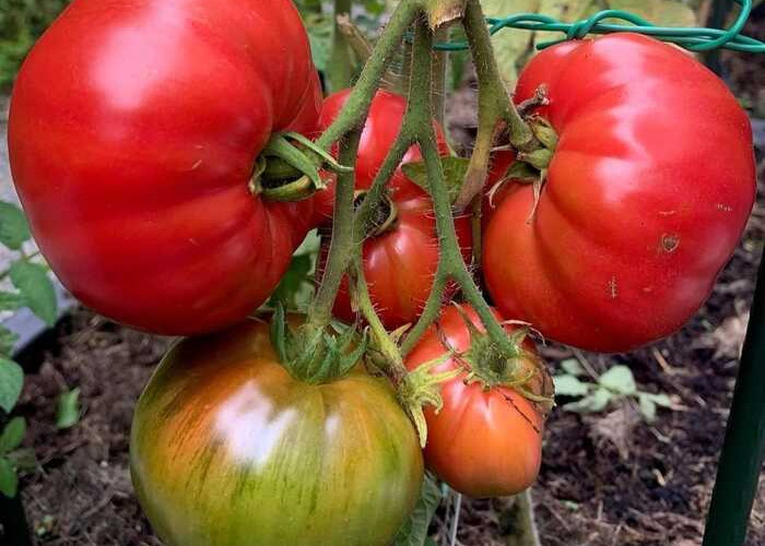 Tomat si Buah Merah Penuh Manfaat untuk Kesehatan Anda