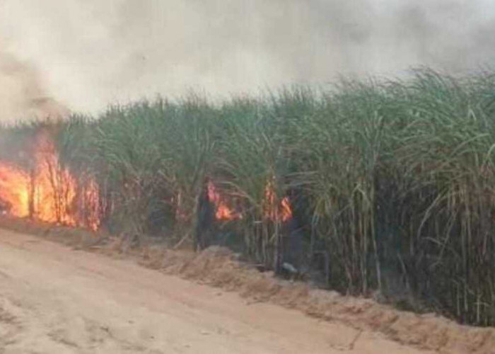 Kebun Tebu PTPN Cinta Manis Terbakar, Diduga Disengaja, Begini kata Pihak Perusahaan