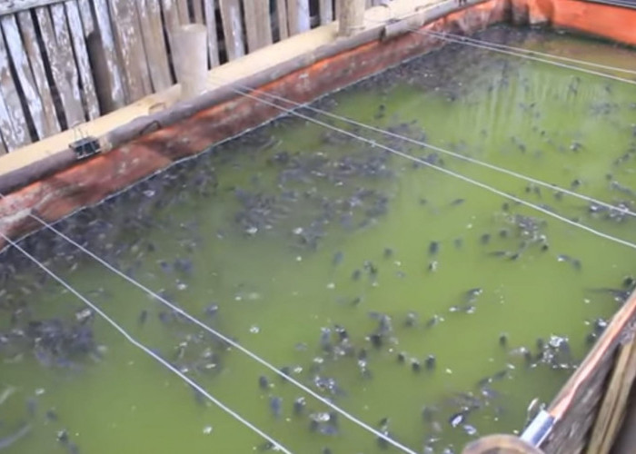 Bagaimana Cara Membedakan Ikan Lele Menggantung Karena Kekenyangan atau Sakit? Simak Penjelasan Berikut!