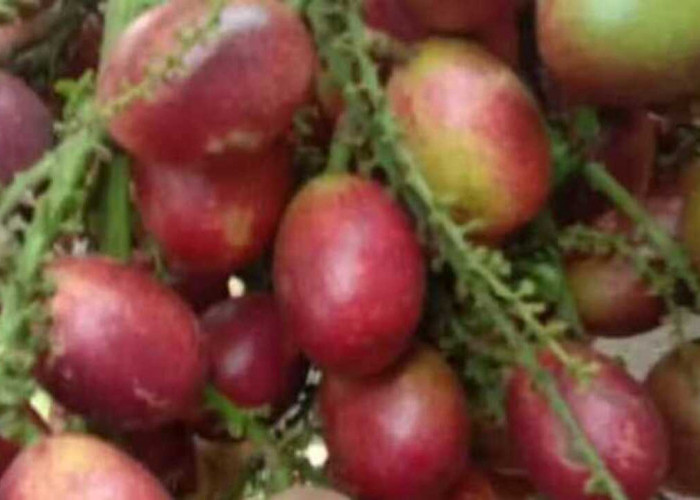 Matoa, Buah Eksotis dari Papua Dengan Segudang Manfaat Kesehatan