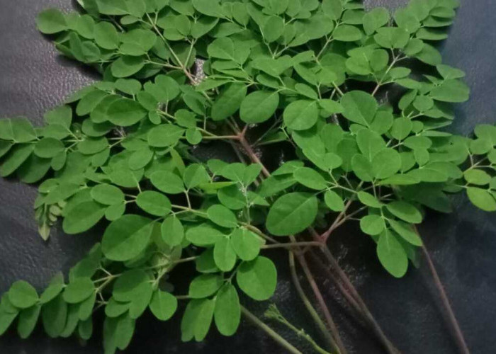 Cegah Penuaan Dini Dengan Daun Kelor