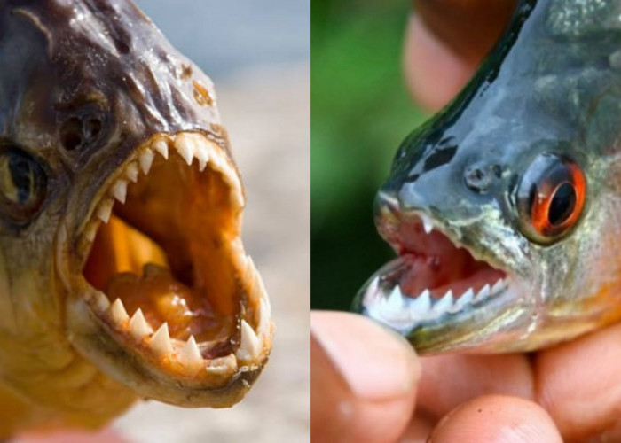 Fakta-Fakta Menarik Tentang Ikan Piranha, Ternyata Tak Seseram Yang Dibayangkan