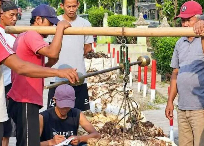 Harga Karet Tembus Rp26.000 Perkg di Tanjung Manggus