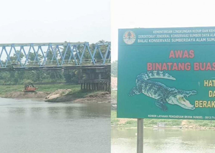 Takut Induk Buaya Muncul, Masyarakat Kayuagung Diimbau Jangan Berenang di Sungai Komering