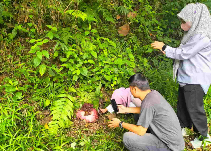 Bunga Bangkai Kembali Bersemi di TNKS Bukit Sulap