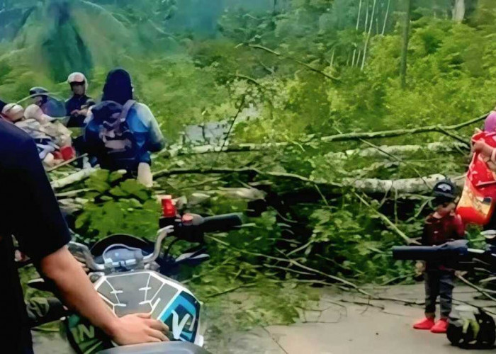 BPBD Imbau Warga OKU Waspada Pohon Tumbang