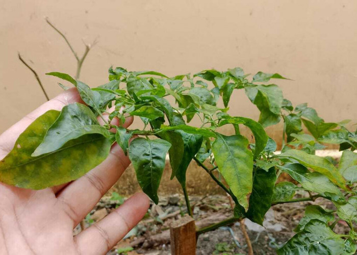 Waspadai Penyakit Daun Keriting pada Cabe, Bisa Sebabkan Tanaman Mati