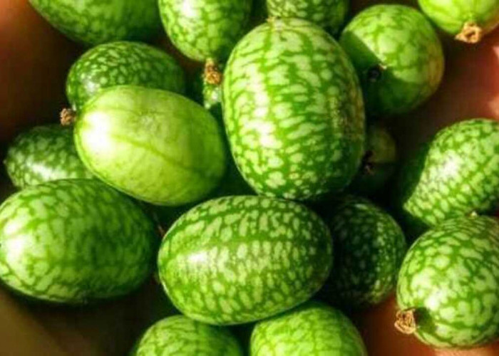 Keunikan Buah Cucamelon “Semangka Kecil” yang Menakjubkan