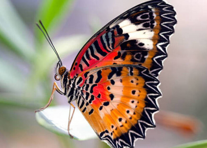 Pesona Cahaya Mikrokosmos: Mengungkap Keindahan Fenomena Cahaya di Sayap Kupu-kupu