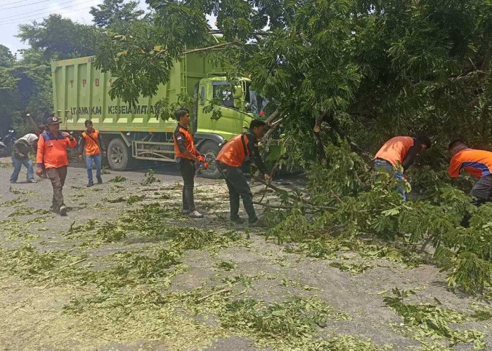BPBD OKU Evakuasi Pohon Tumbang di Jalinsum
