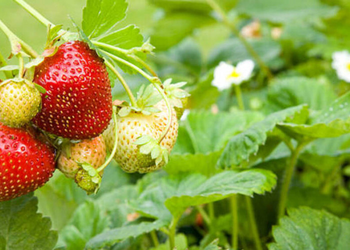 Tanaman Sehat, Lingkungan Sehat: Metode Alami Pengendalian Hama pada Kebun Strawberry