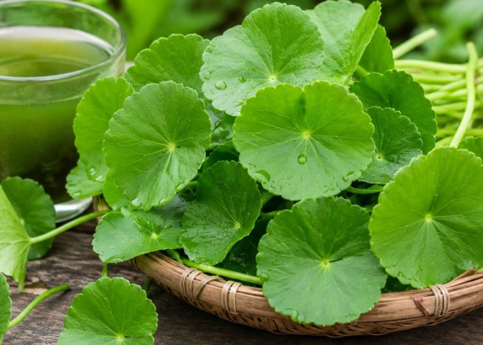 Pegagan: Tanaman Herbal yang Kaya Manfaat, dari Melancarkan Sirkulasi hingga Menunjang Kesehatan Otak