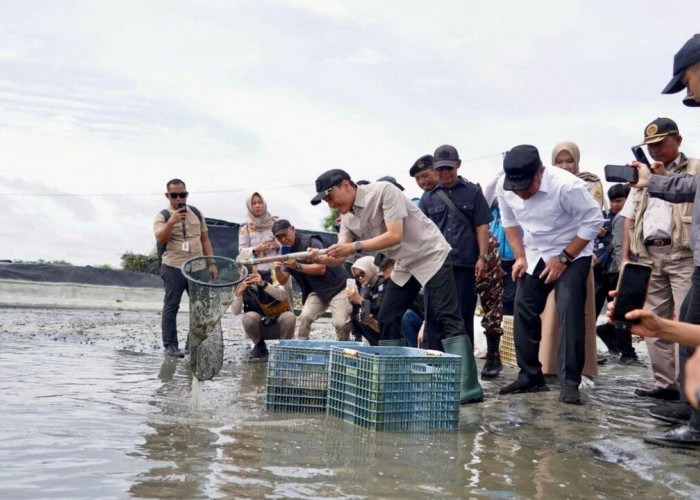 Sumbang Devisa, Tambak Udang OKI Dipasok Listrik Andal